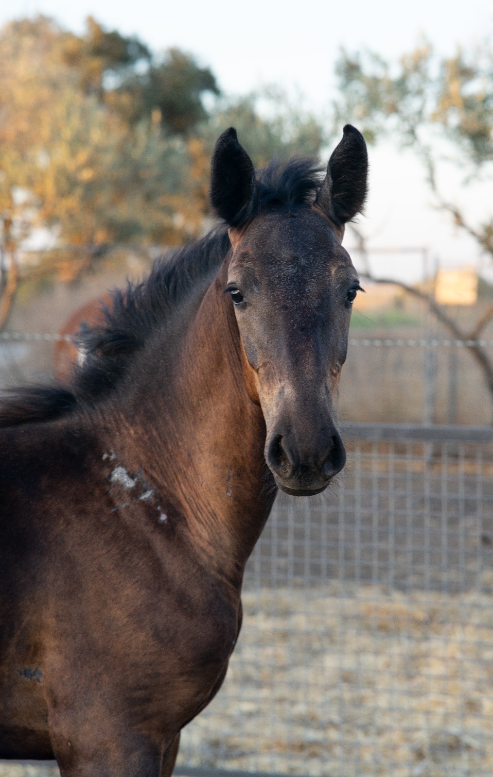 horse
